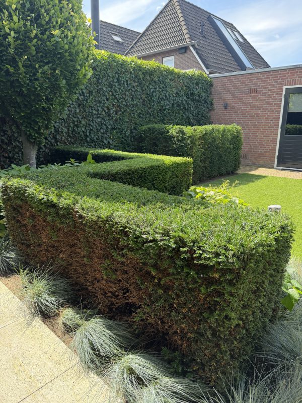 Tuin in Enter ná het tuinonderhoud door CleanNL — strak gesnoeide hagen
