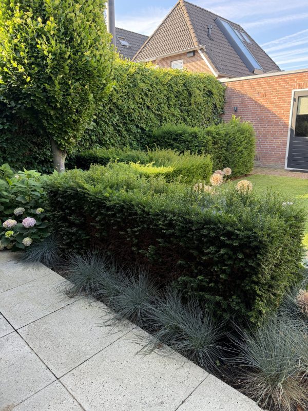 Tuin in Enter vóór het tuinonderhoud door CleanNL — uitgelopen hagen en borders